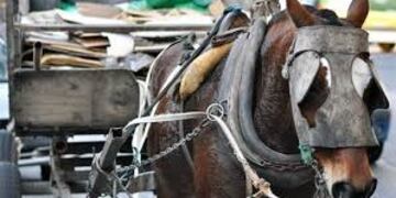 Tracción a sangre - Gualeguaychú