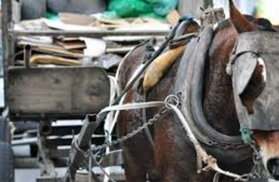 Inicia el reempadronamiento de vehículos a tracción a sangre