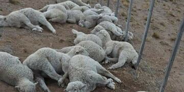 robo de ovejas en fitz roy