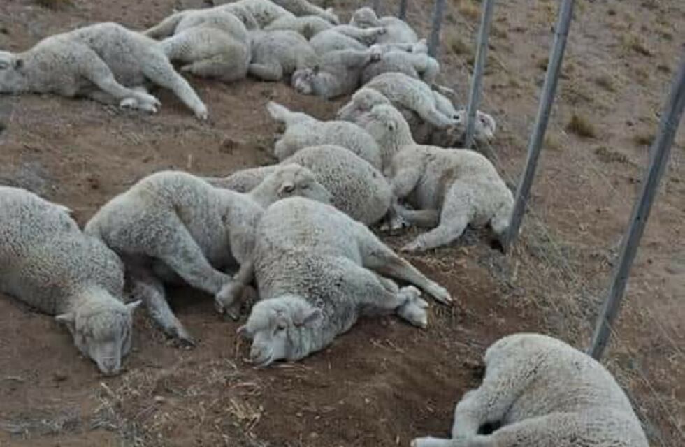 Robaron ovejas en un campo en Fitz Roy