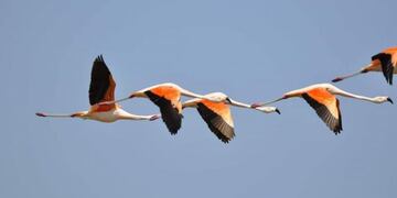 Censo de flamencos - PH Matías Michelutti