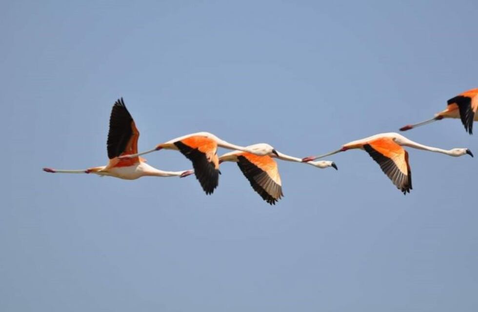 Se realizará un nuevo censo de flamencos en Miramar de Ansenuza