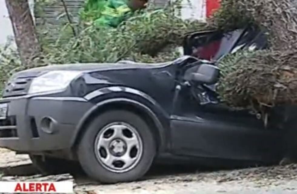 La caída de un árbol por fuertes vientos destruyó un auto en Colegiales