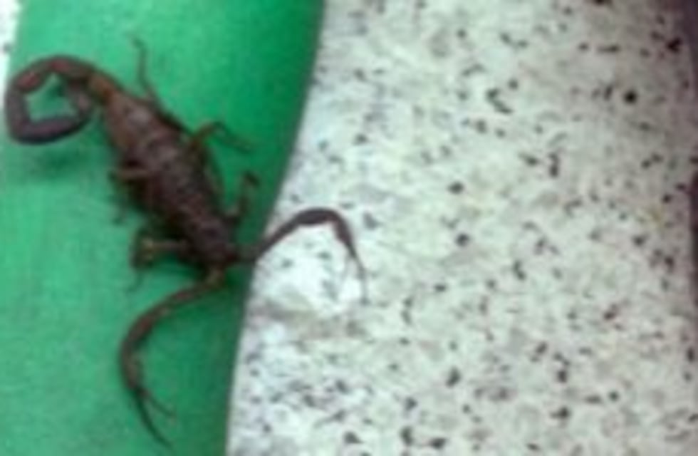 Encontraron dos alacranes en una estación de la línea D