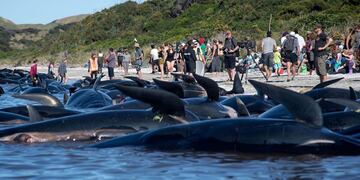 Dead Pilot whales sit on the high tide line during a mass stranding at Farewell Spit on February11, 2017. nMore than 400 whales were stranded on a New Zealand beach on February 10, with most of them dying quickly as frustrated volunteers desperately raced to save the survivors. / AFP PHOTO / Marty MELVILLE