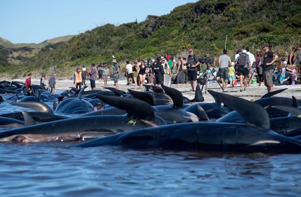 Encallan unas 200 ballenas más en Nueva Zelanda