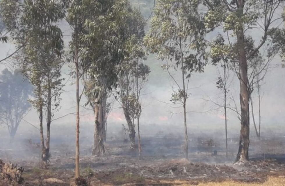 Se incendiaron árboles y pastizales en el barrio Los Profesionales