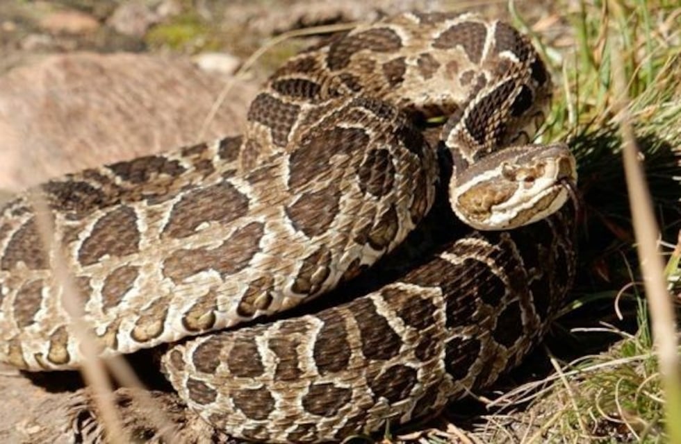 Campo Grande: joven de la comunidad Kaa Poty fue mordido por una yarará