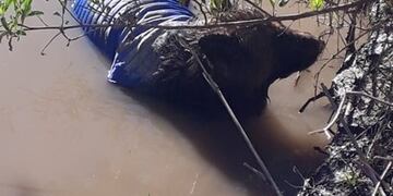 Rescate Bomberos Arroyito perro Rio Xanaes