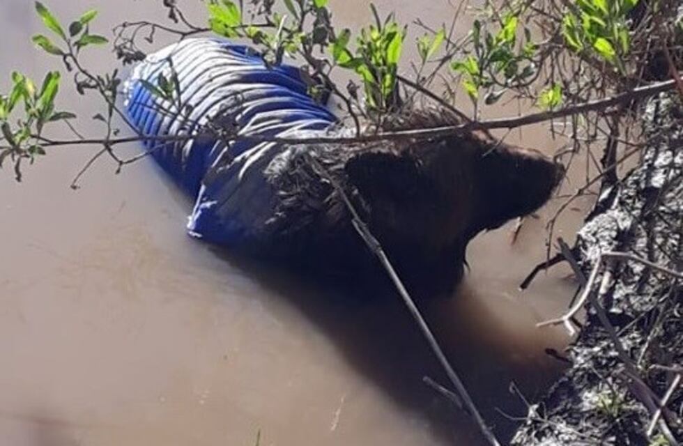 La Brigada Canes de Bomberos rescató un perro con problemas de cadera atrapado en el barro