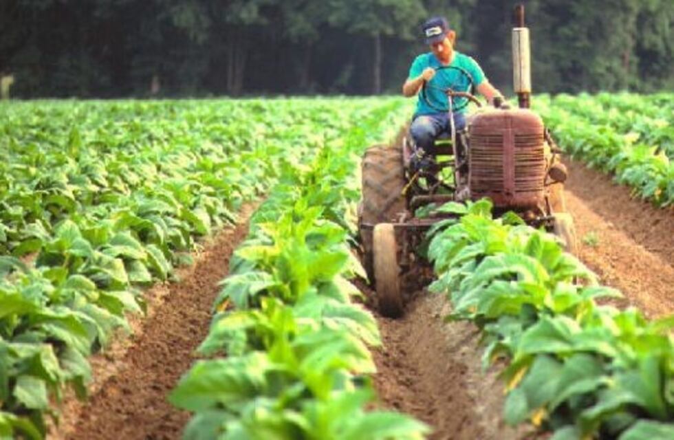 Programa de fomento con nuevas líneas de créditos para agricultores