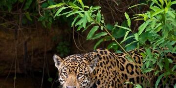 El Yaguareté es considerado un animal sagrado y, sin embargo, se encuentra en peligro crítico de extinción en la Argentina\u002E