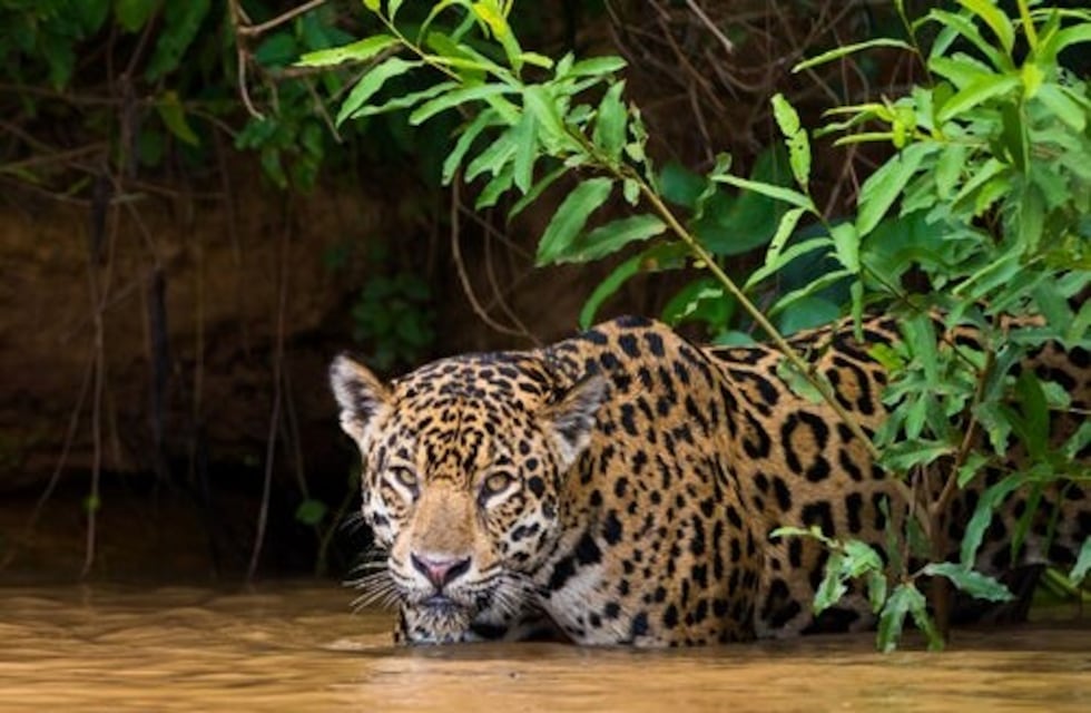 Iguazú conmemorará este viernes el Día Mundial del Yaguareté