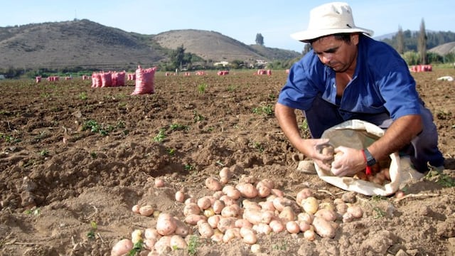 Cultivo de papa