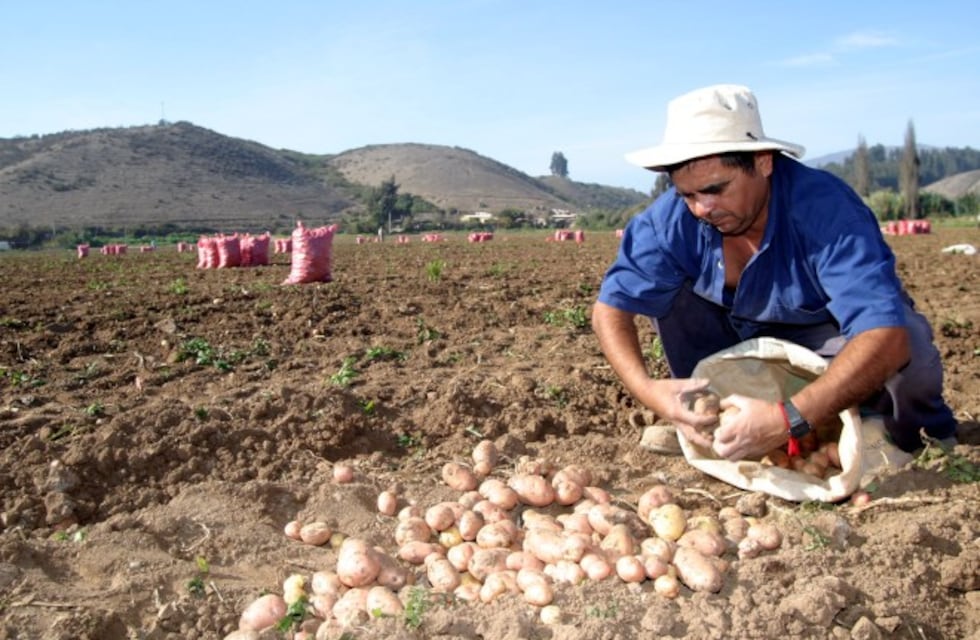 Características del cultivo de la papa