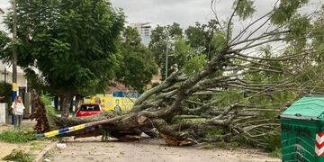 Hubo unas 400 denuncias por árboles caídos en Rosario.