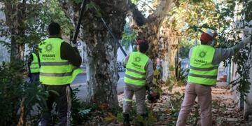 Posadas: iniciarán los operativos de poda en el mes de mayo