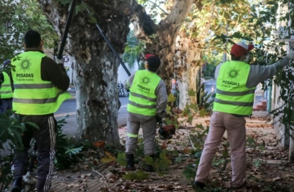Posadas: iniciarán los operativos de poda en el mes de mayo