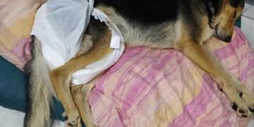 Perro baleado en Arroyito condenaron al autor