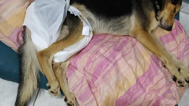Perro baleado en Arroyito condenaron al autor