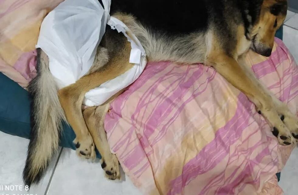 Arroyito: la justicia condenó a un hombre por dispararle a un perro callejero