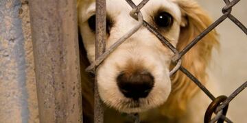 Se abrieron dos causas por maltrato animal por primera vez en Comodoro