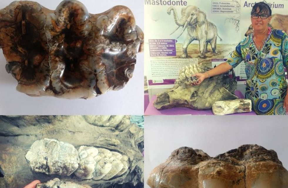 Hallaron un molar de mastodonte en Monte Hermoso