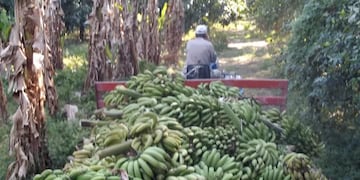 Un productor bananero decidió tirar su producción a las vacas antes que venderla