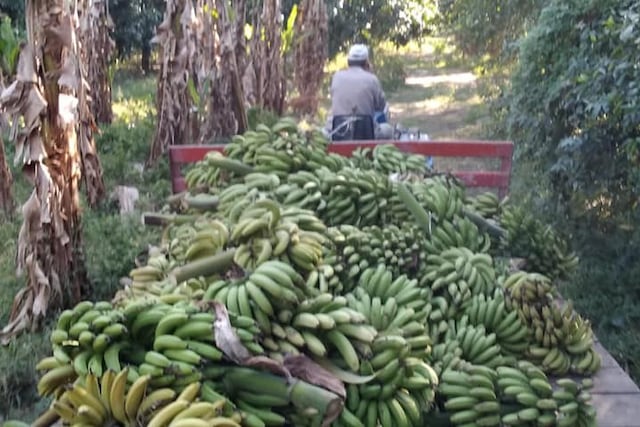 Un productor bananero decidió tirar su producción a las vacas antes que venderla