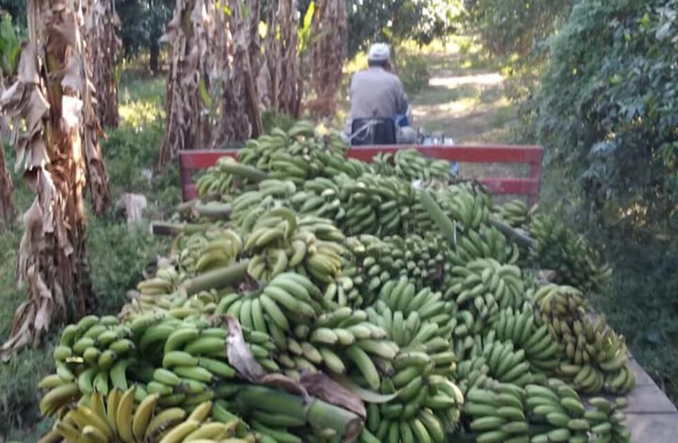 Formosa: un productor bananero alimentó a las vacas con su producción por bajos precios