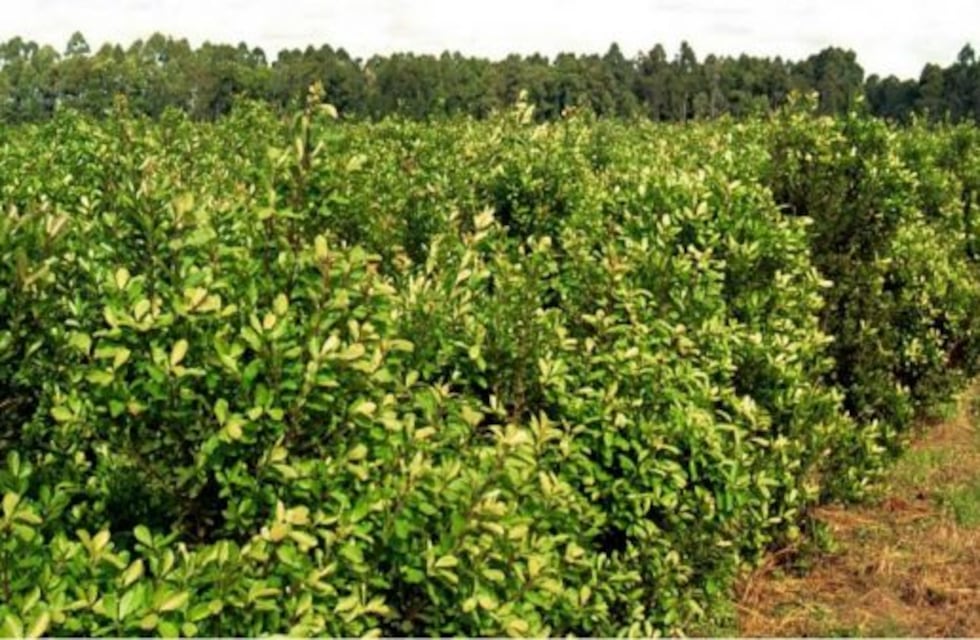Se realizará en Eldorado la primera jornada de Divulgación Científica de la yerba mate