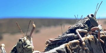 El "tucura sapo" enciende las alarmas en Río Negro