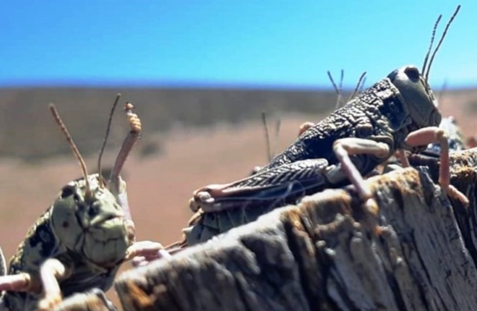 El "tucura sapo" enciende las alarmas en Río Negro