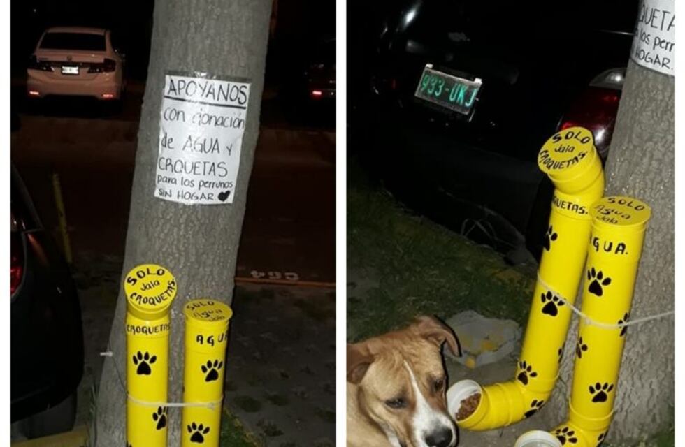 Una buena forma de ayudar a los pichichos callejeros: buscan instalar comederos para perros