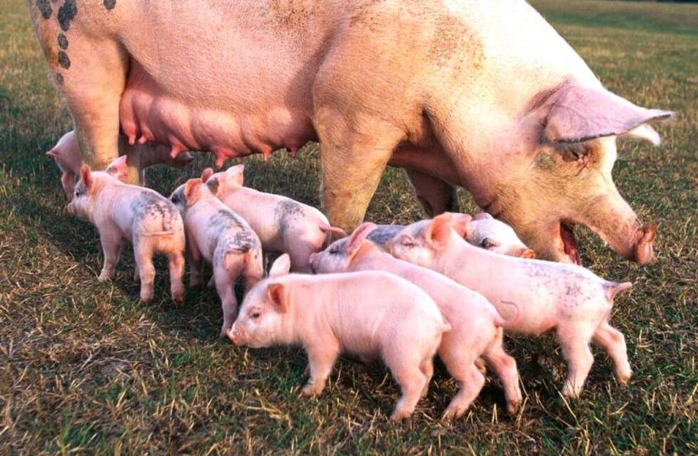 Neuquén pondría freno el ingreso de carne de cerdo de Estados Unidos