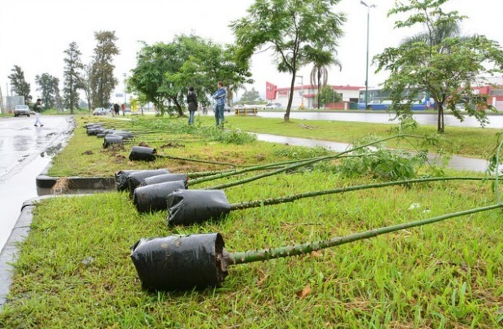 Nueva jornada de reforestación y cuidado del bosque nativo en Ushuaia