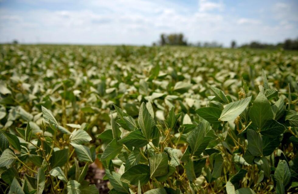 Sociedad Rural de Azul: "Las retenciones al campo no son la solución al hambre"