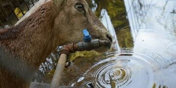 Más de 2\u002E000 animales que formaban parte del ex zoológico comenzarán a ser reubicados a partir de enero de 2018\u002E