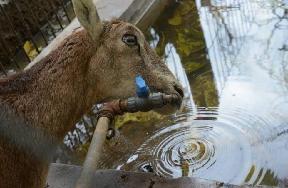 Mendoza: comenzarán a trasladar 2.000 animales desde el ex zoológico
