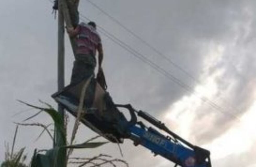 Para salvar su producción, tamberos arreglan postes de luz