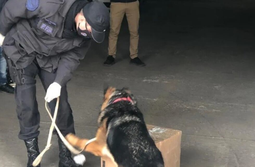¡Otra vez Kuma! Descubrió a una embarazada que llevaba 13 kilos de droga