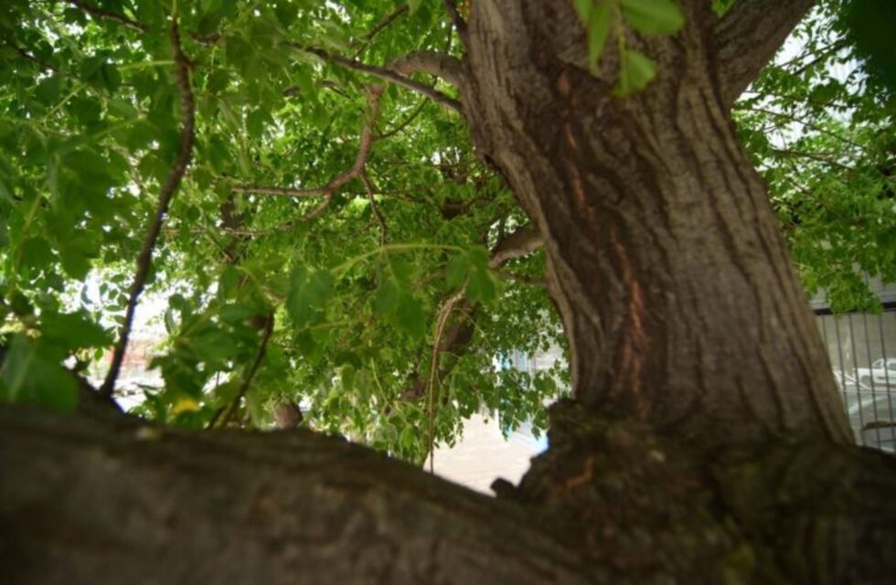 La mayoría de los paraísos de la capital puntana están enfermos