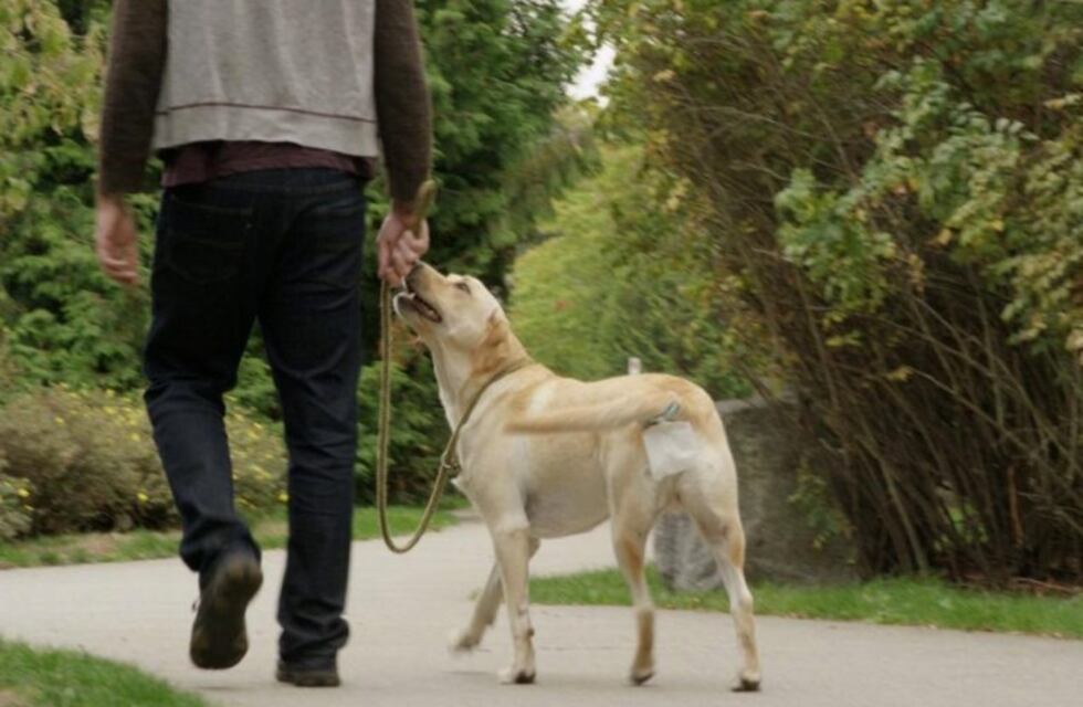 Puntos de Mascotas: pondrán dispensadores de ecobolsas para levantar sus desechos