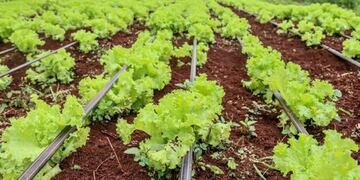 Las cocinas centralizadas de Eldorado cocinan con verduras de los productores locales