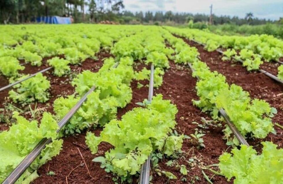 Las cocinas centralizadas de Eldorado cocinan con verduras de los productores locales