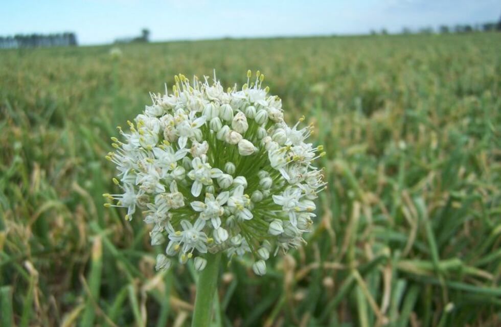 Quieren convertir a San Juan en un polo de producción semillera