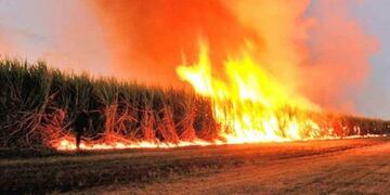 La quema de cañaverales se incrementó este año\u002E