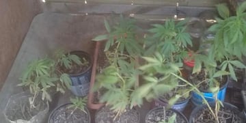 En una pelea de pareja, la mujer lo denuncia y entrega plantas de marihuana a la policía