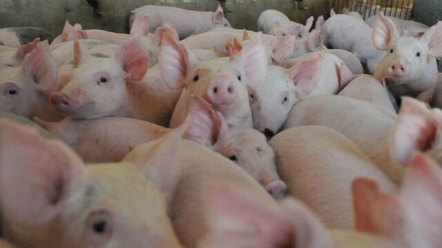 La faena clandestina, responsable\u002E