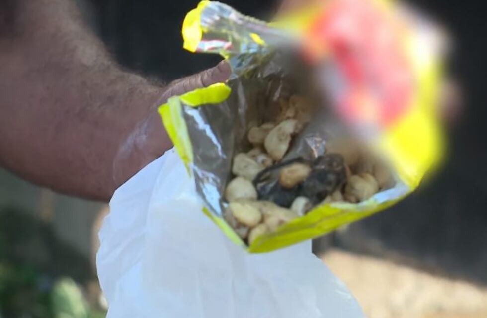 Quería comer "tutucas" pero casi se traga un pedazo de ratón